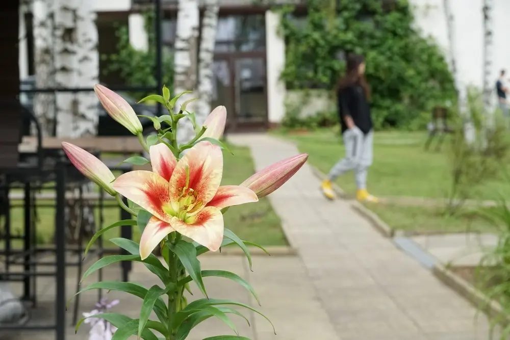 Ретрит медитации випассана школа трех путей