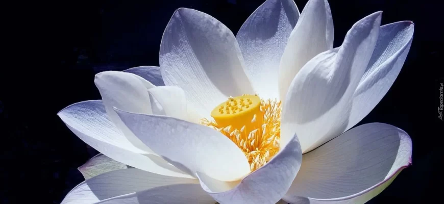 Методики випассаны